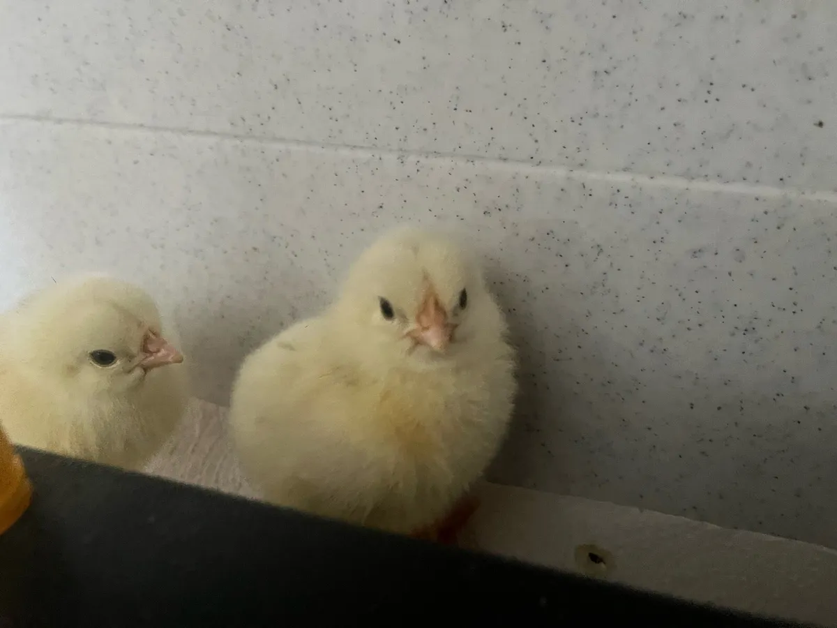 Day old chicks - Image 1