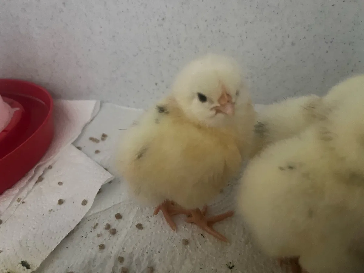 Day old chicks - Image 3