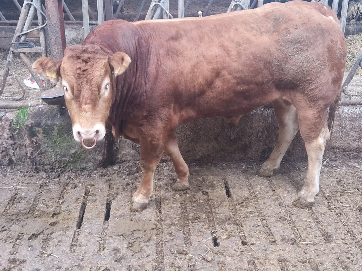 Pbr limousin bull - Image 2
