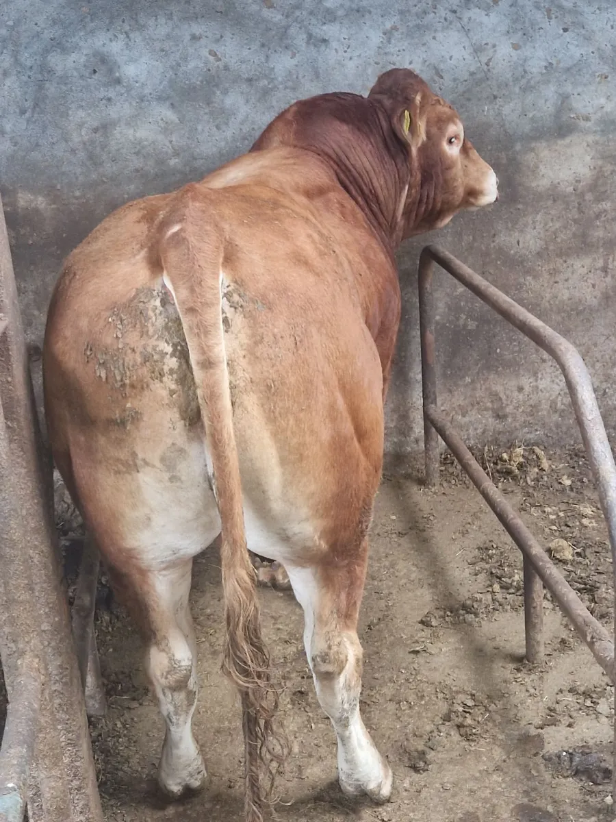 Pbr limousin bull - Image 4