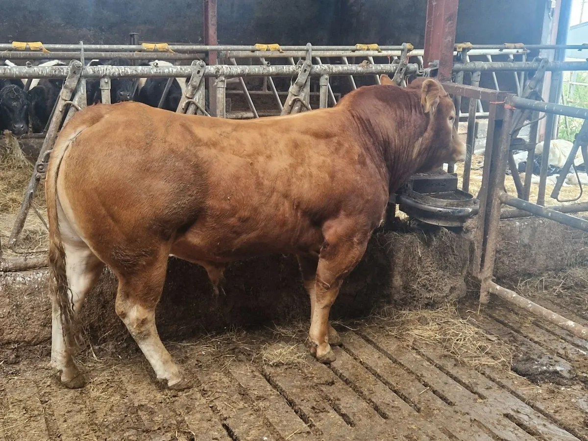 Pbr limousin bull - Image 1
