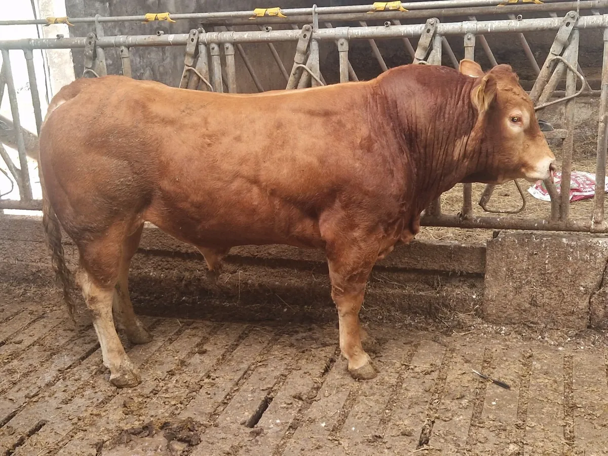 Pbr limousin bull - Image 3