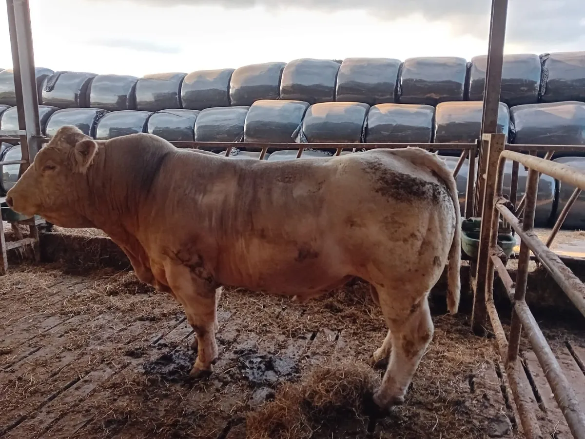 Charolais Bull - Image 1