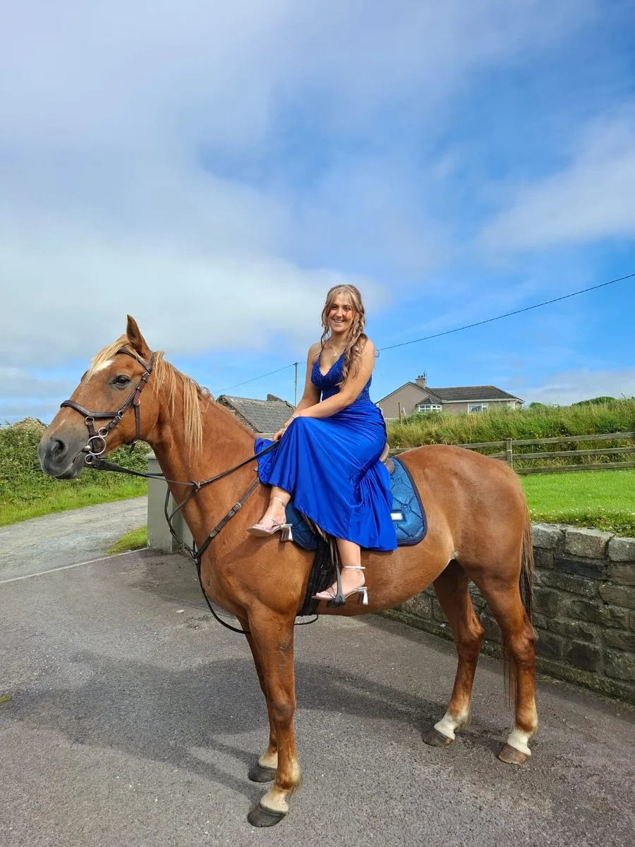 ish mare 15.2 - Image 3
