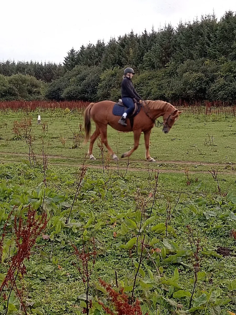 ish mare 15.2 - Image 1