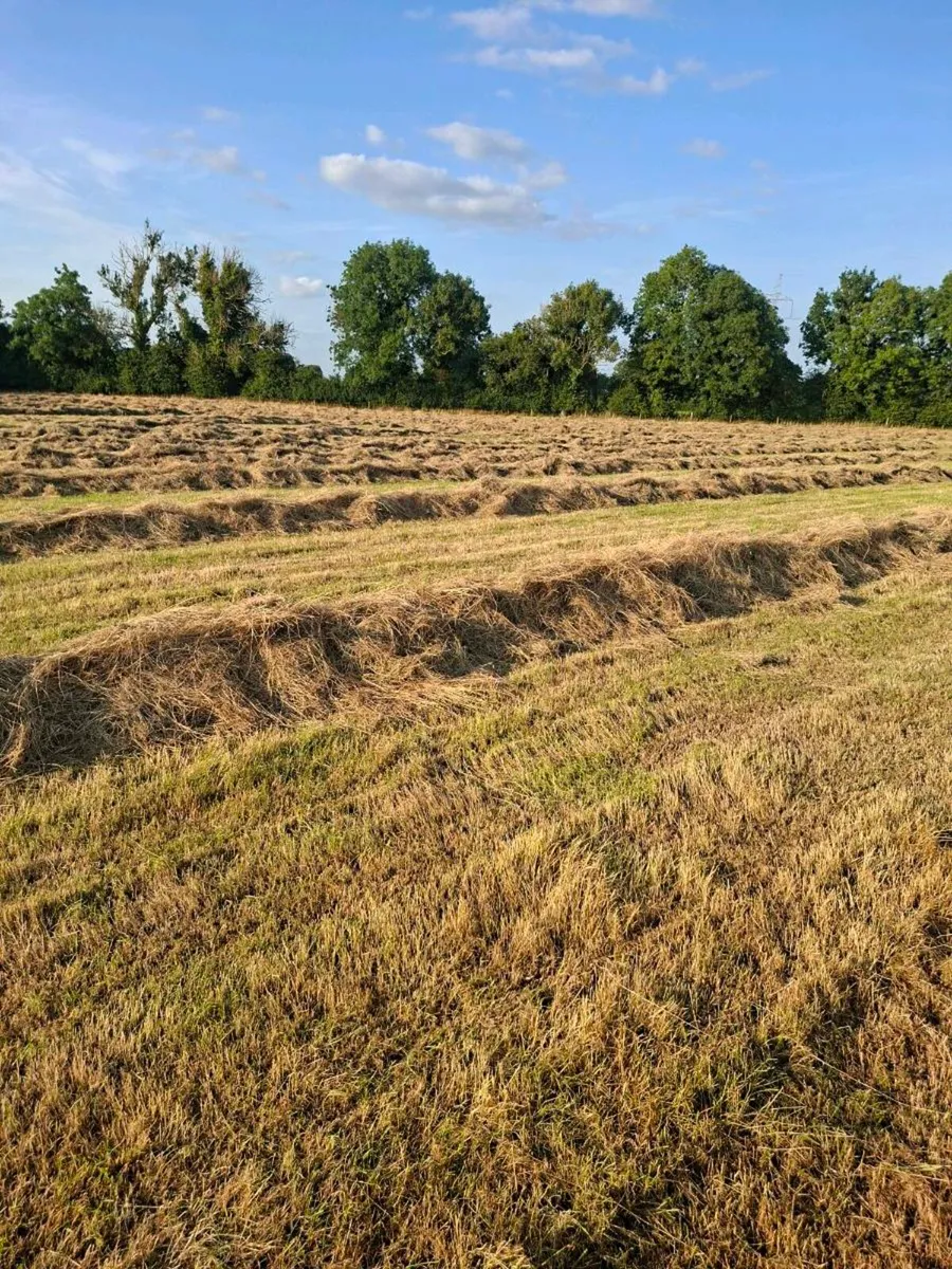 Hay - Image 3
