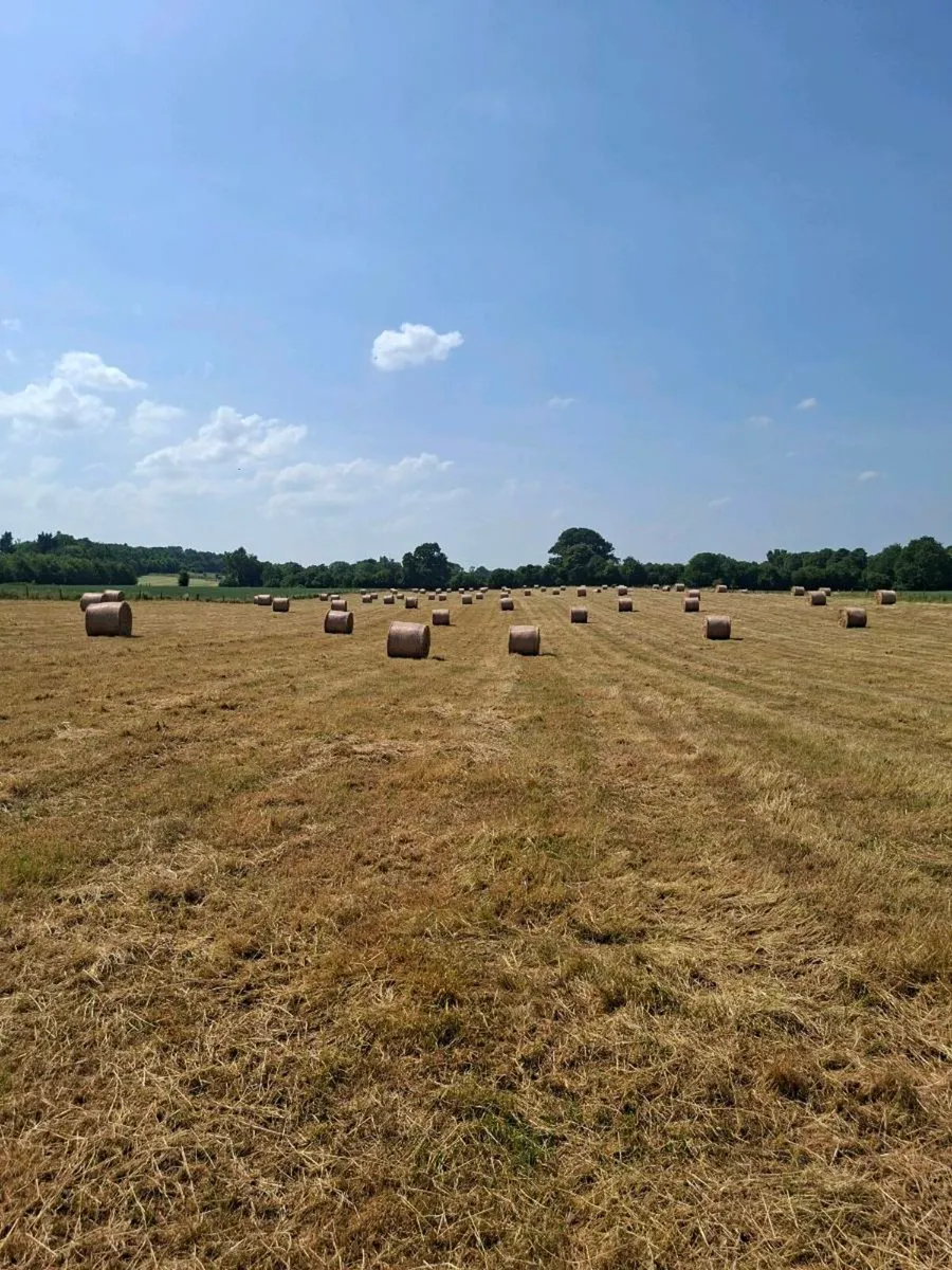 Hay - Image 2