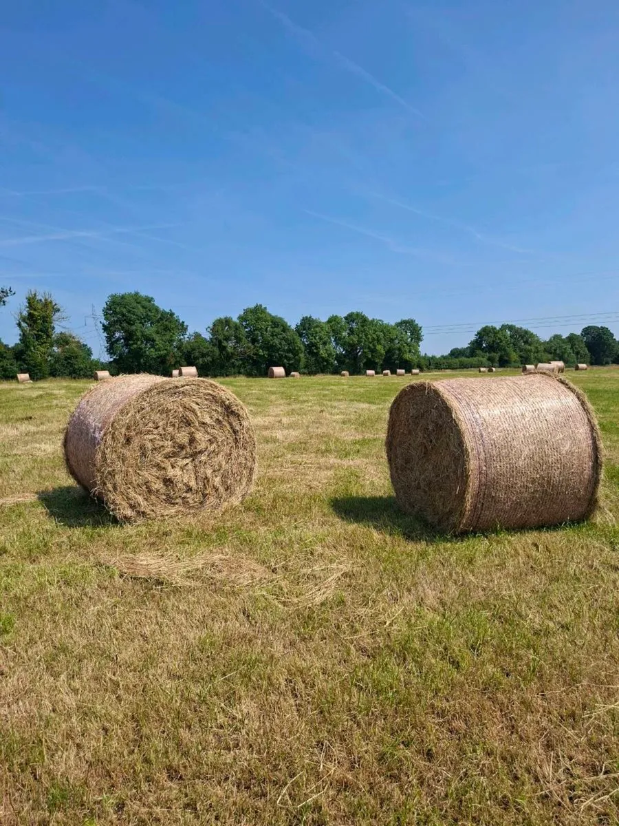Hay - Image 1