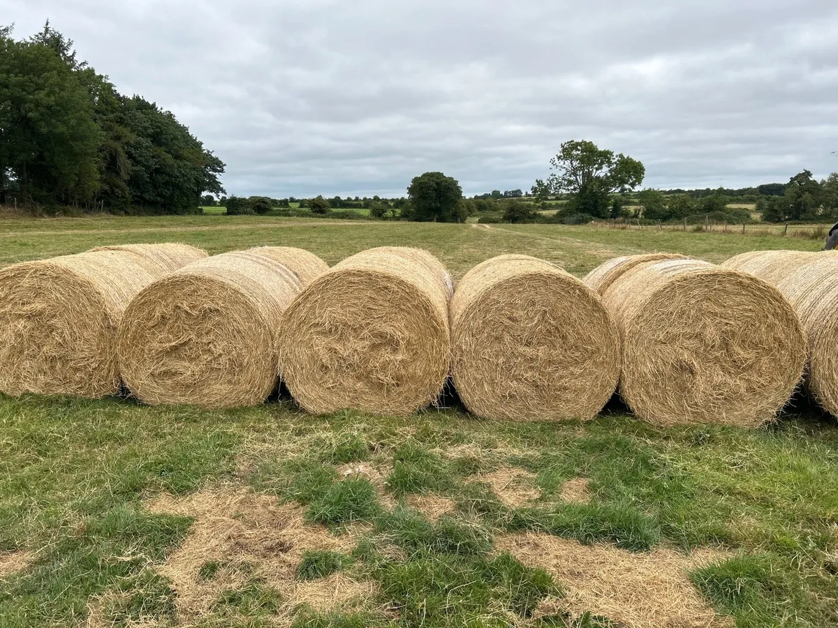 Organic Hay - Image 1