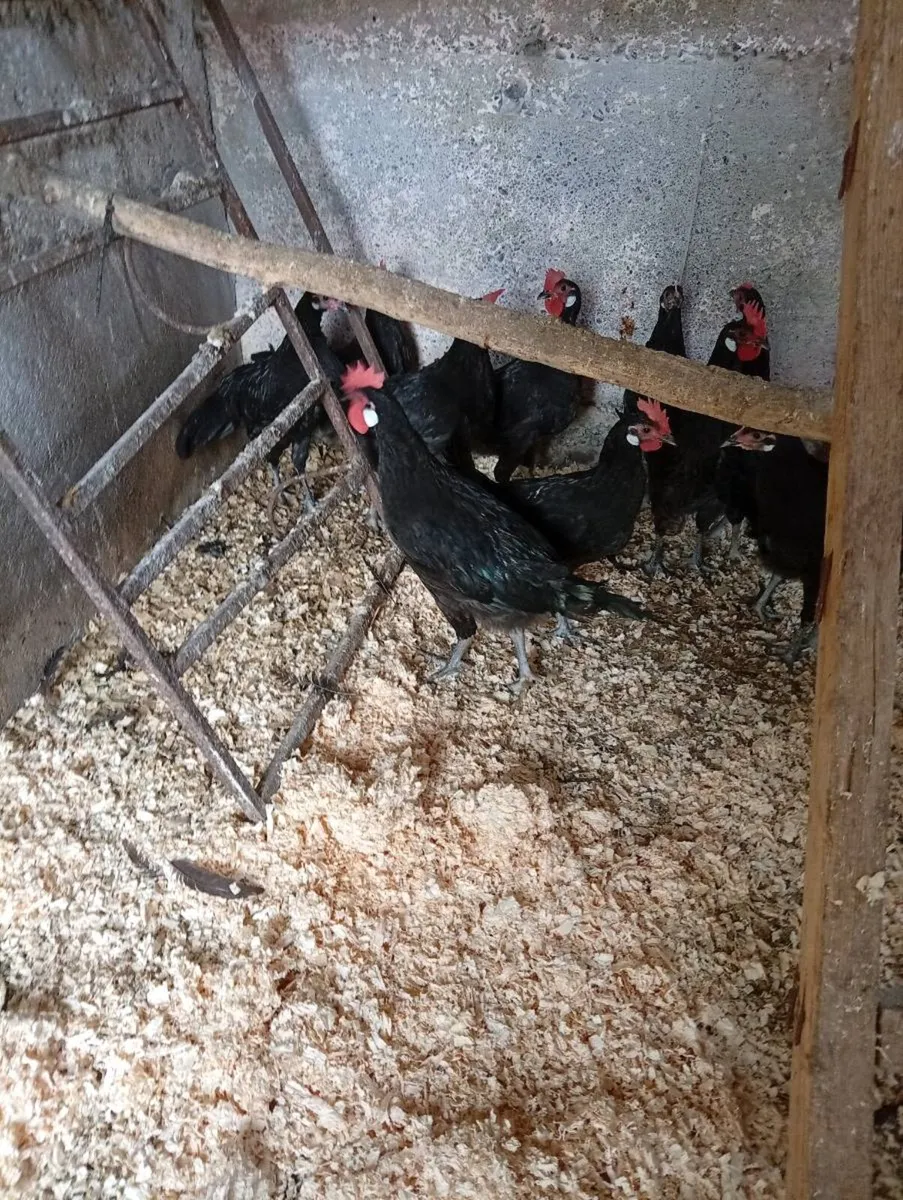 Black Minorca Cockerels for sale - Image 2