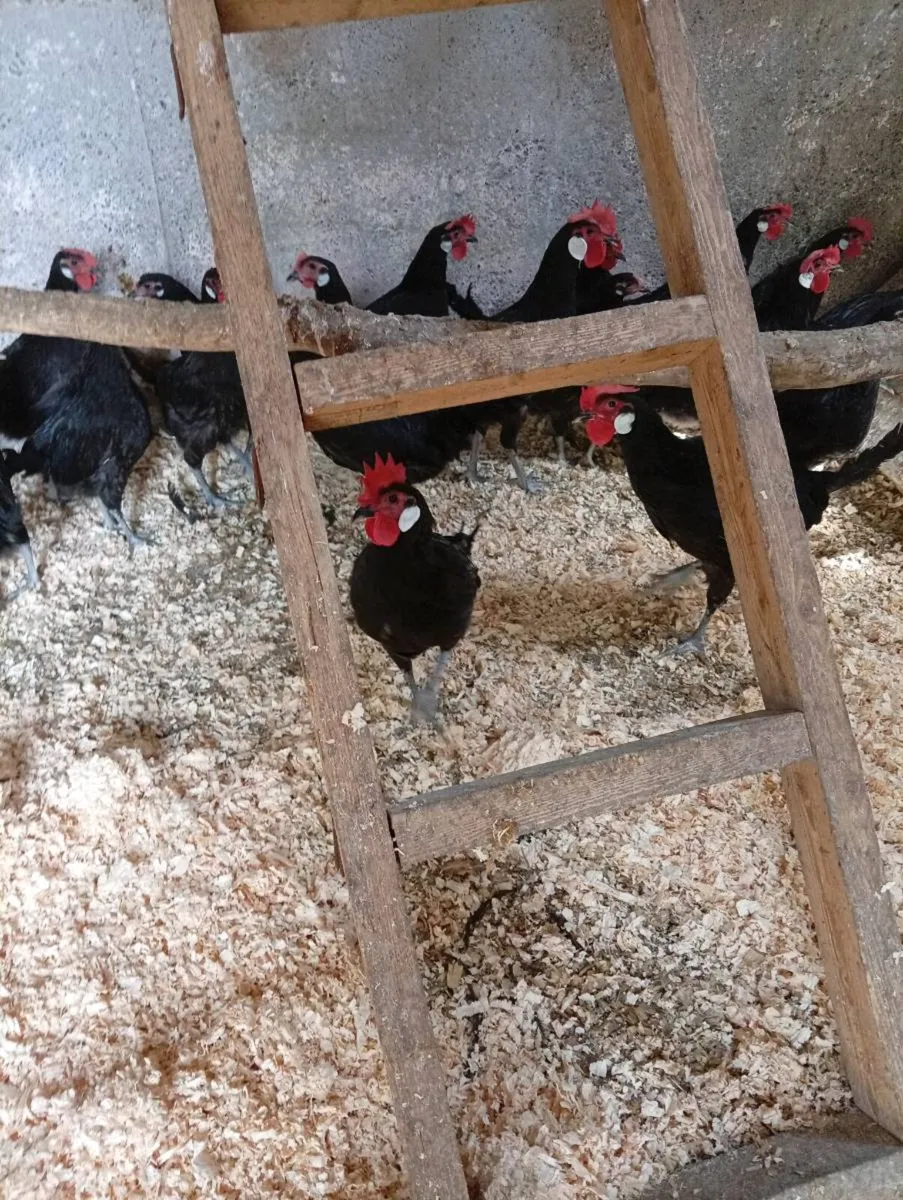 Black Minorca Cockerels for sale - Image 3