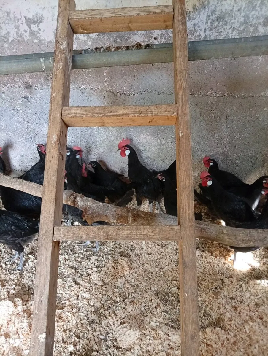 Black Minorca Cockerels for sale - Image 4
