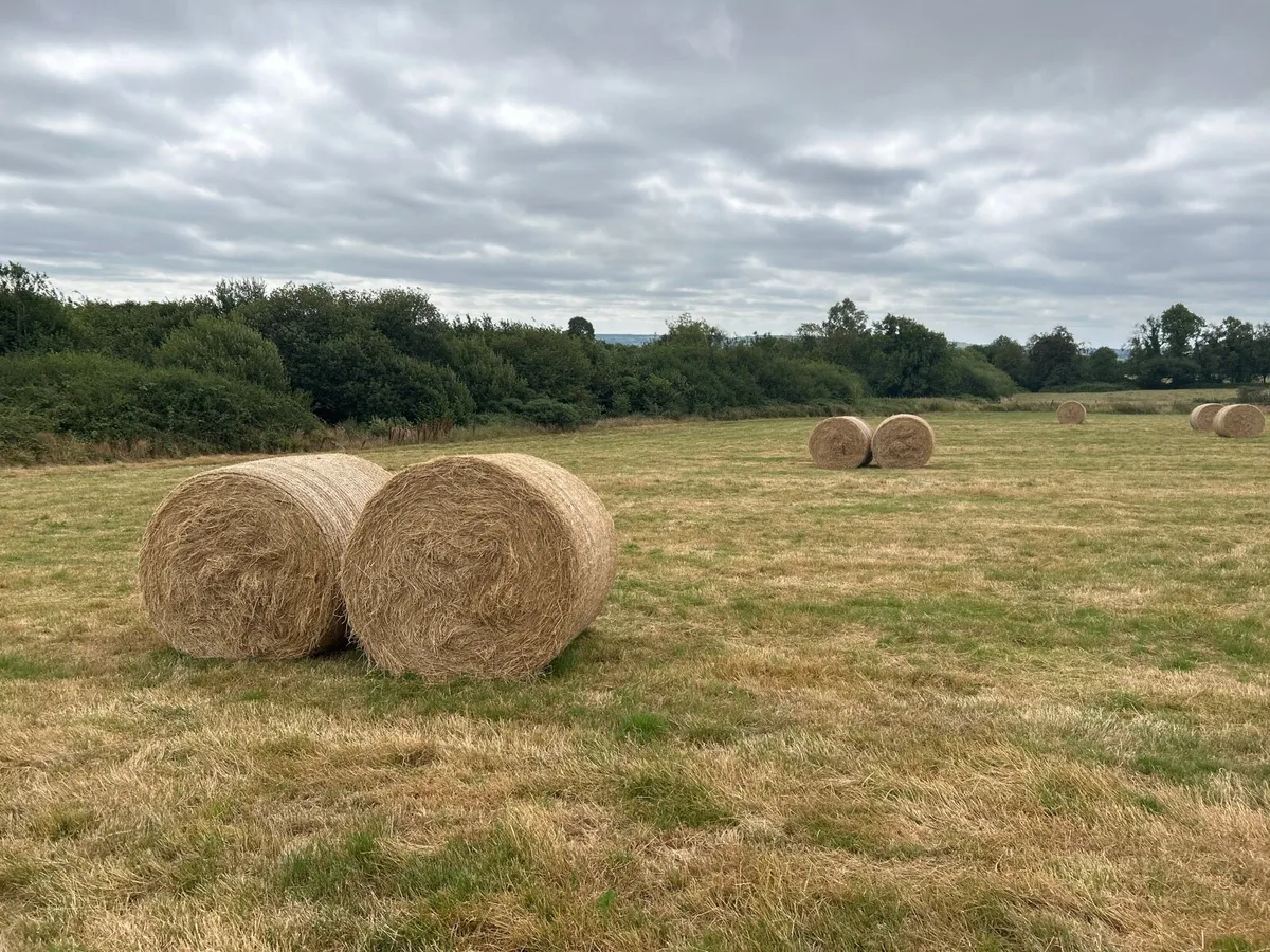 Organic Hay - Image 2