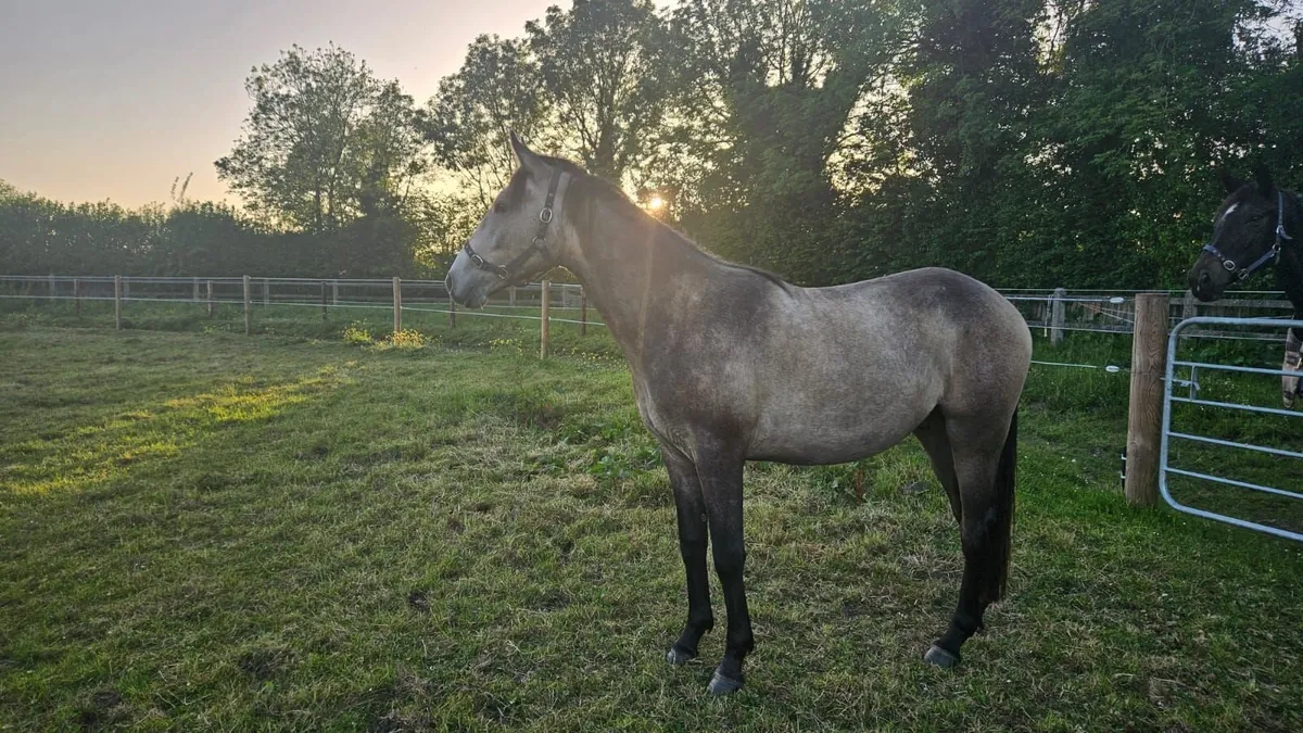 Showing Quality Dun Gelding - Image 2