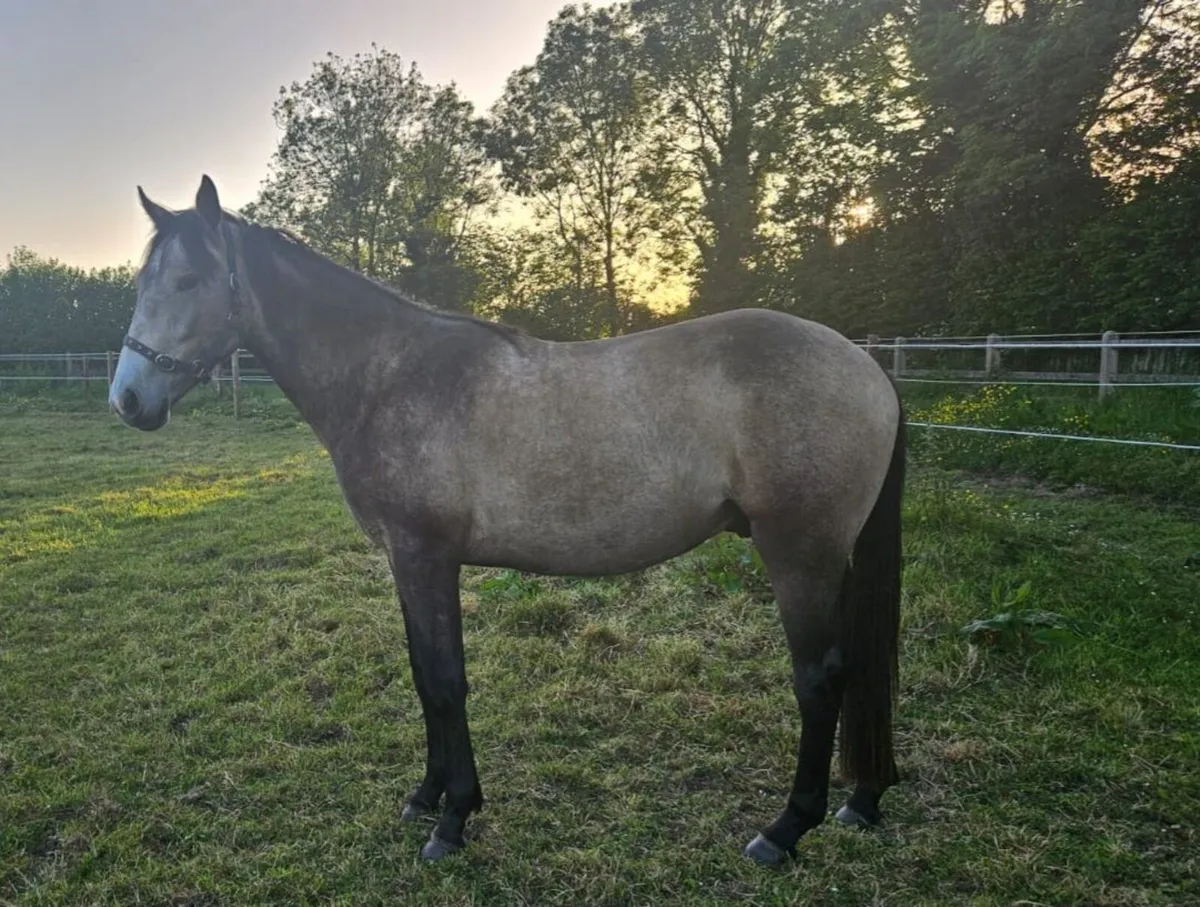 Showing Quality Dun Gelding - Image 1