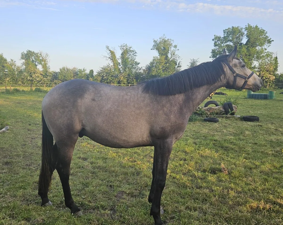 Showing Quality Dun Gelding - Image 3