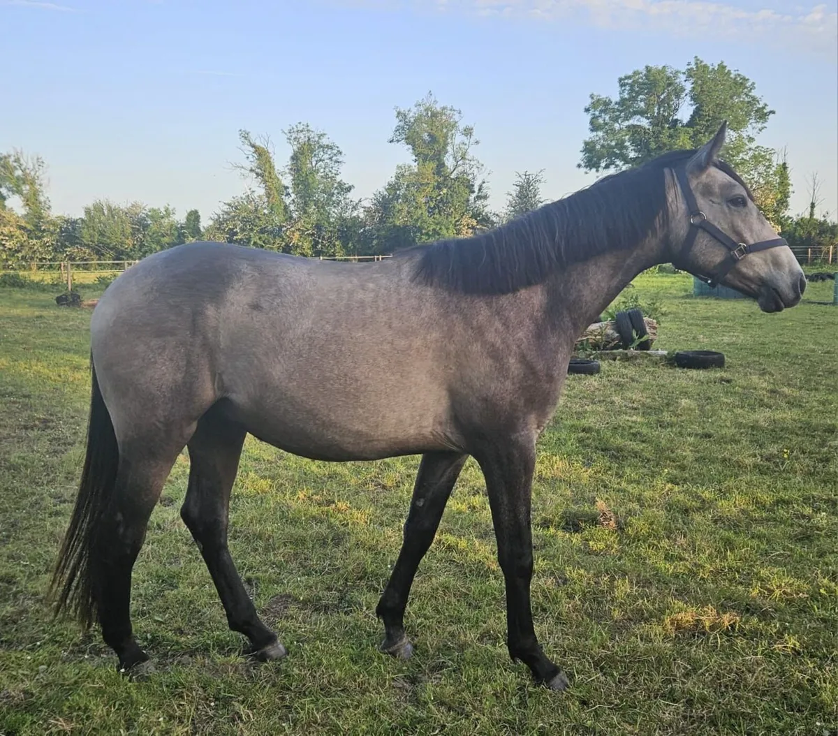 Showing Quality Dun Gelding - Image 4