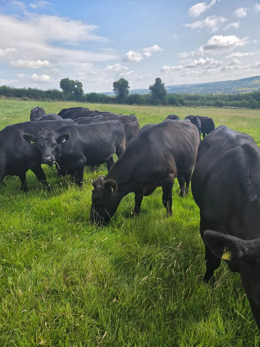 Angus Bullocks - Image 1