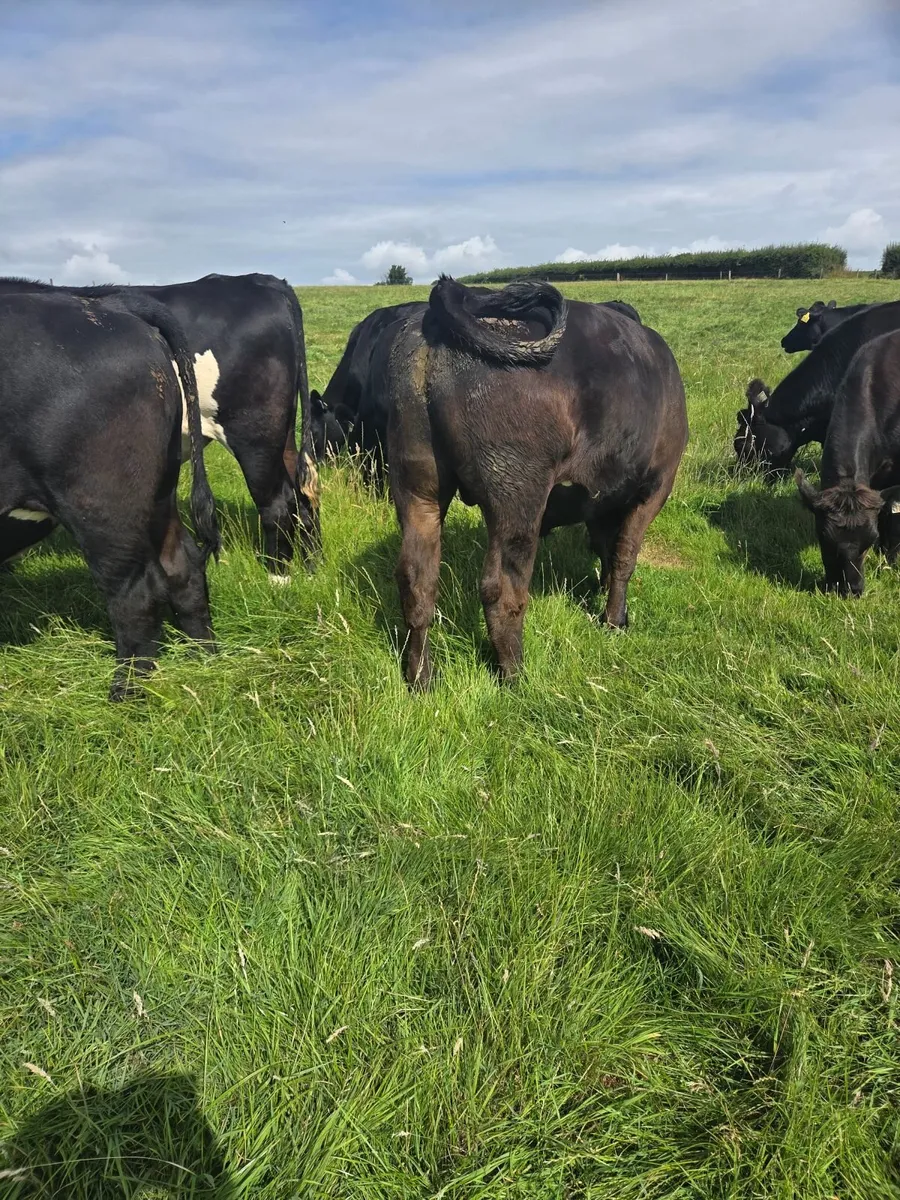 Angus Bullocks - Image 2
