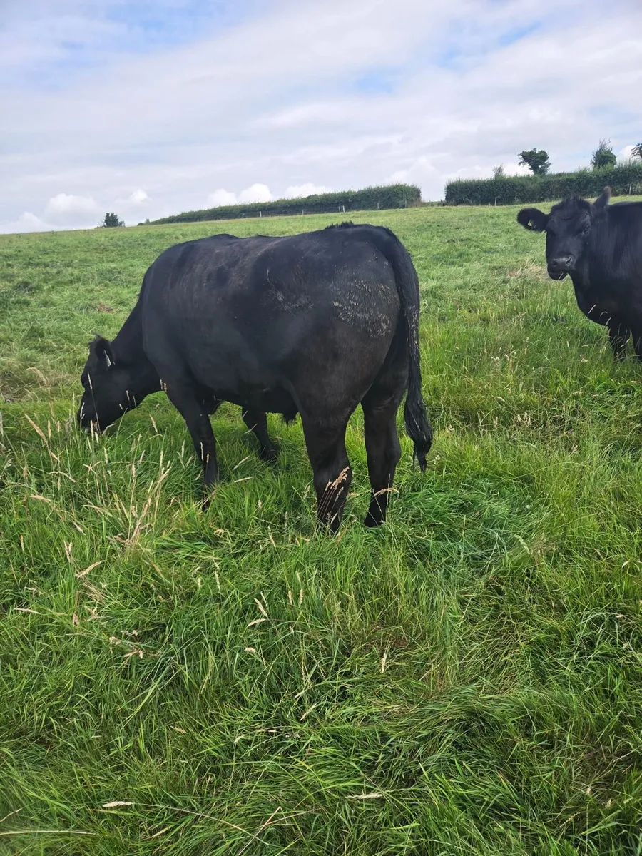 Angus Bullocks - Image 3
