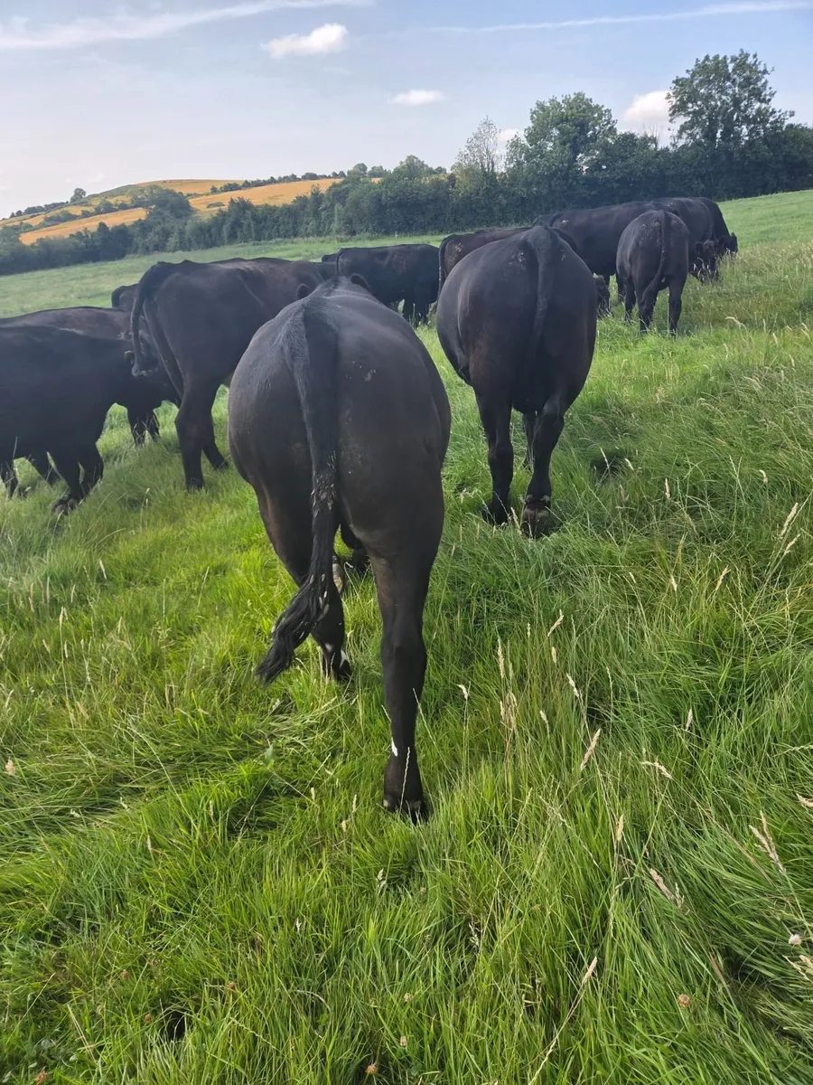 Angus Bullocks - Image 4