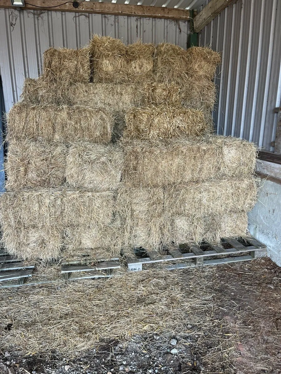 Small square Bales of Hay and Haylage - Image 1