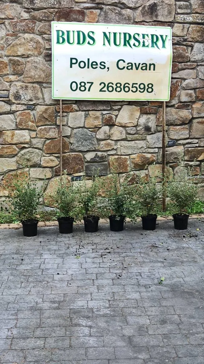 Cotoneaster Coral Berry Hedging just 5 euro - Image 1