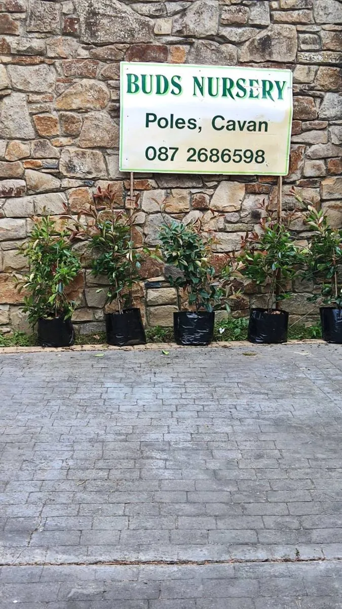 Cotoneaster Coral Berry Hedging just 5 euro - Image 3