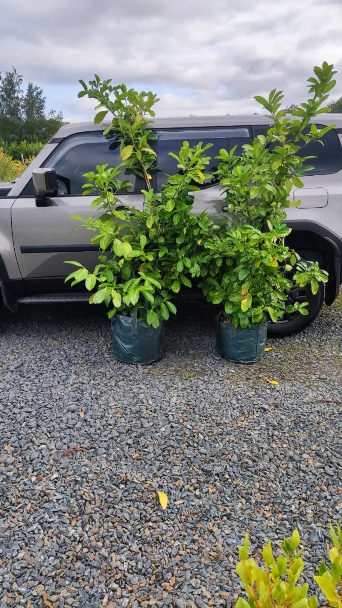 Cotoneaster Coral Berry Hedging just 5 euro - Image 4