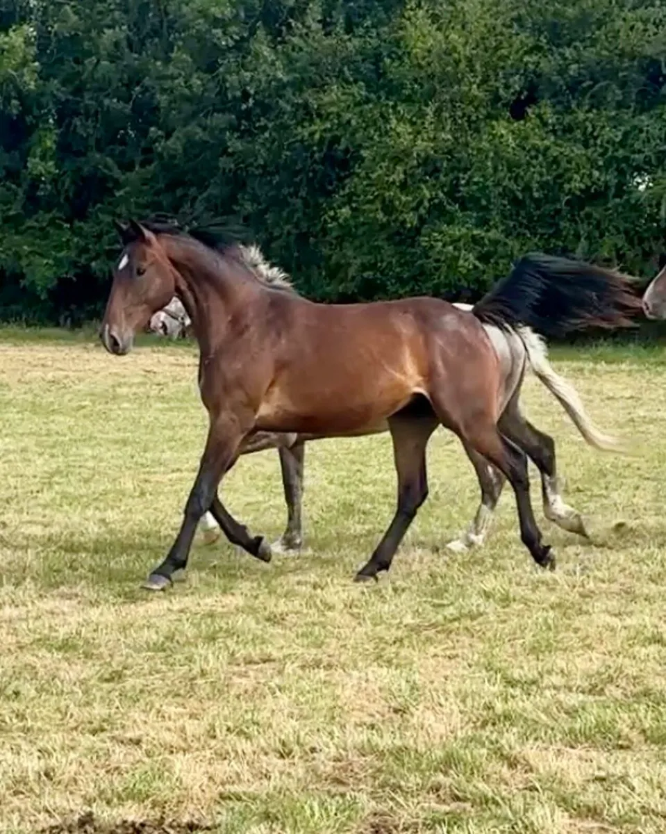 2 year old Castlefield Conthargos Gelding - Image 1