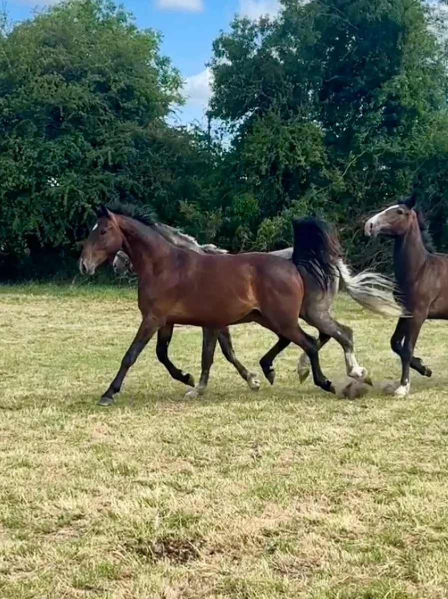 2 year old Castlefield Conthargos Gelding - Image 2