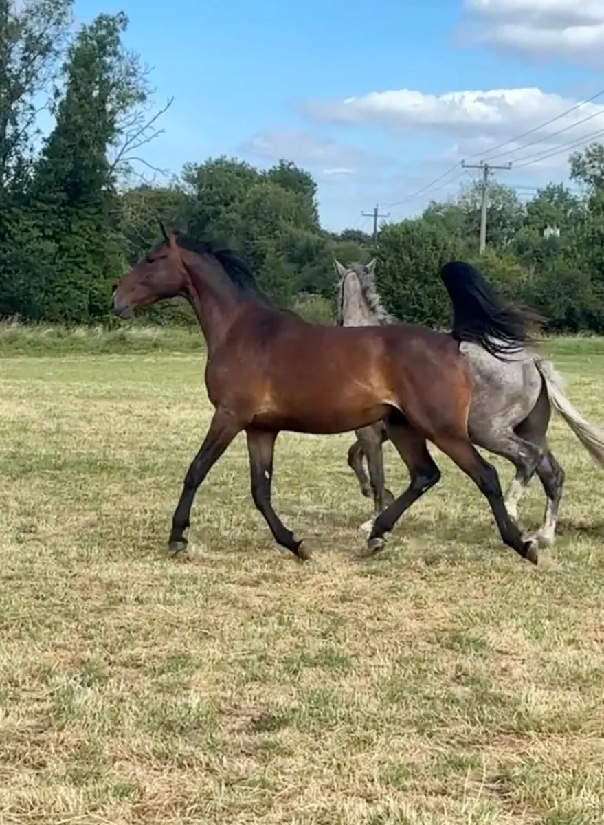 2 year old Castlefield Conthargos Gelding - Image 3