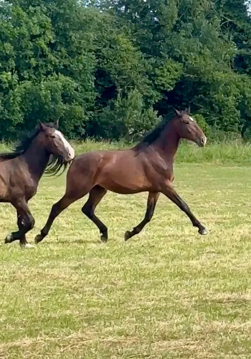 2 year old Castlefield Conthargos Gelding - Image 4