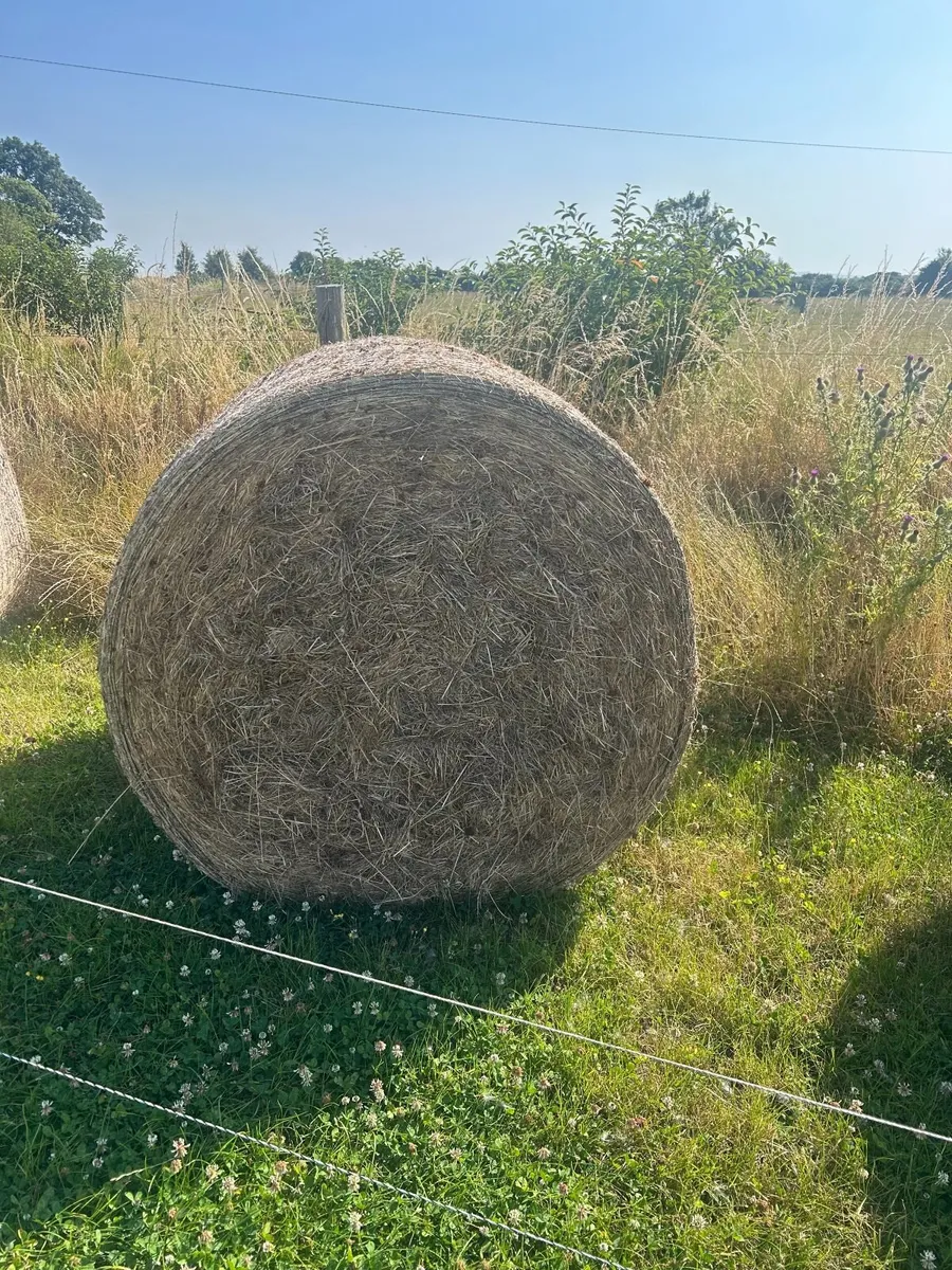 Hay - Price Drop - Image 3