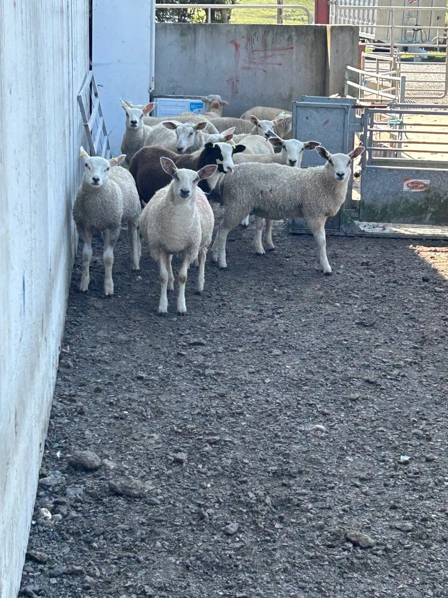 Store lambs - Image 1