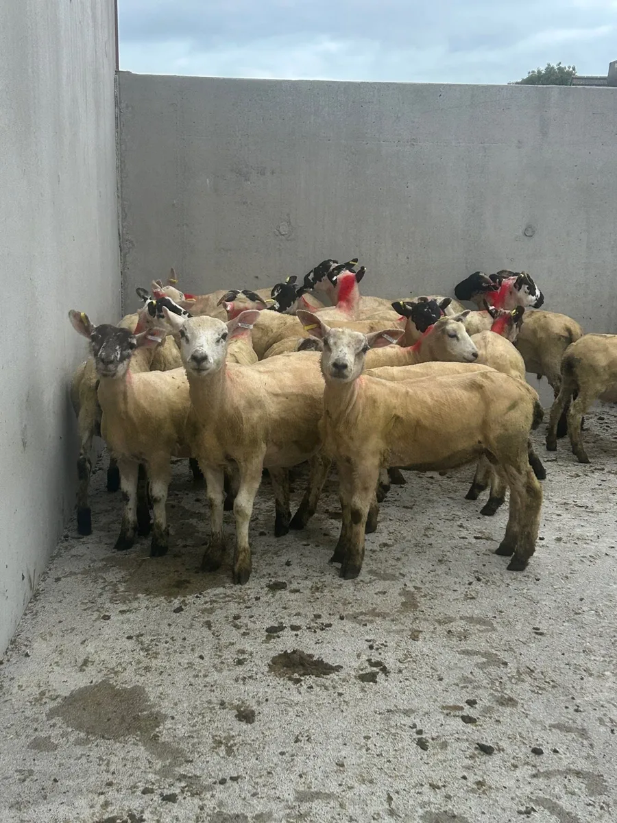 Store lambs - Image 2