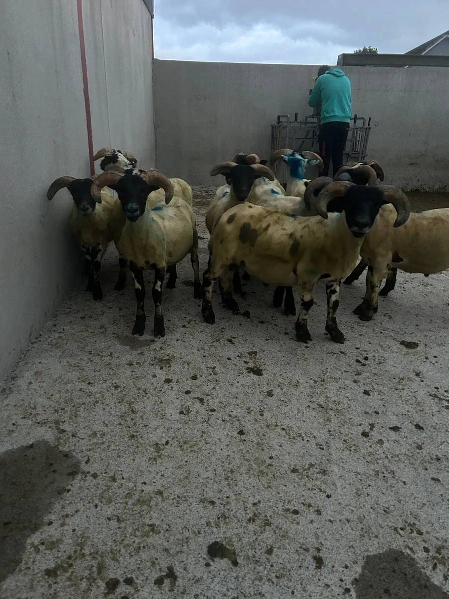 Store lambs - Image 3