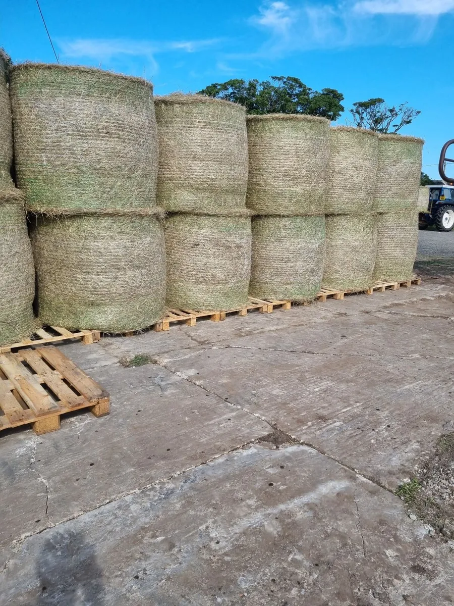 HAY - Image 3