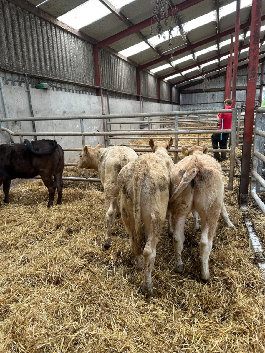 Charolais and lim heifer - Image 4