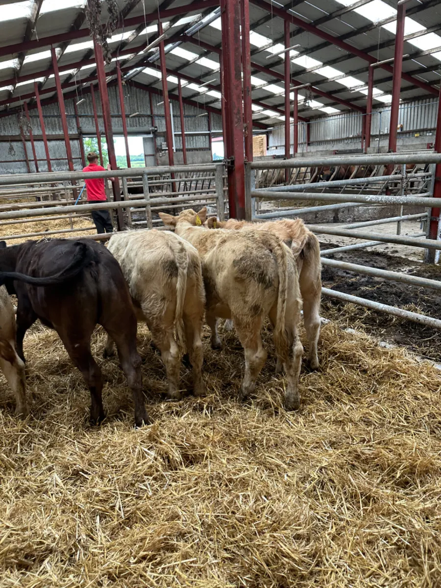 Charolais and lim heifer - Image 2