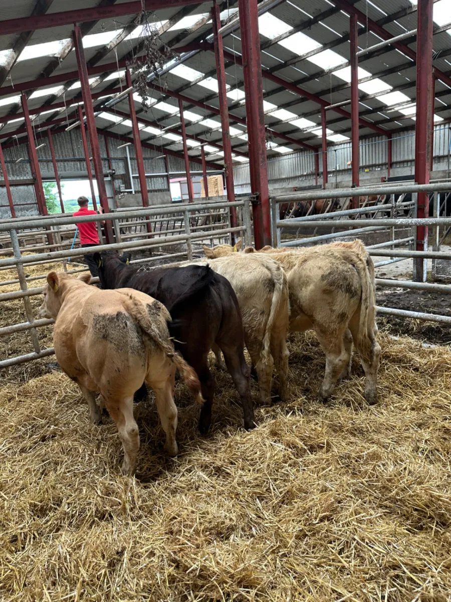 Charolais and lim heifer - Image 3