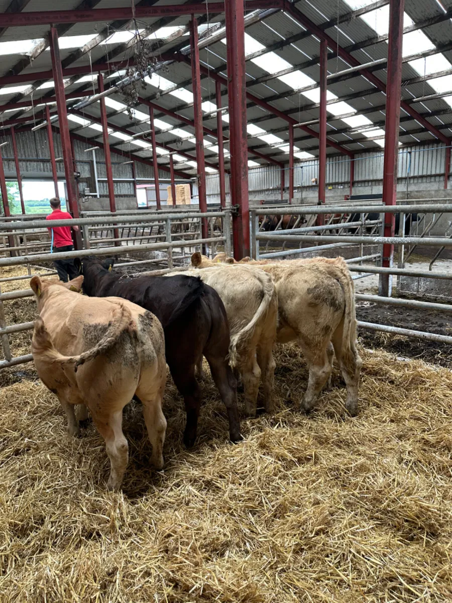 Charolais and lim heifer - Image 1