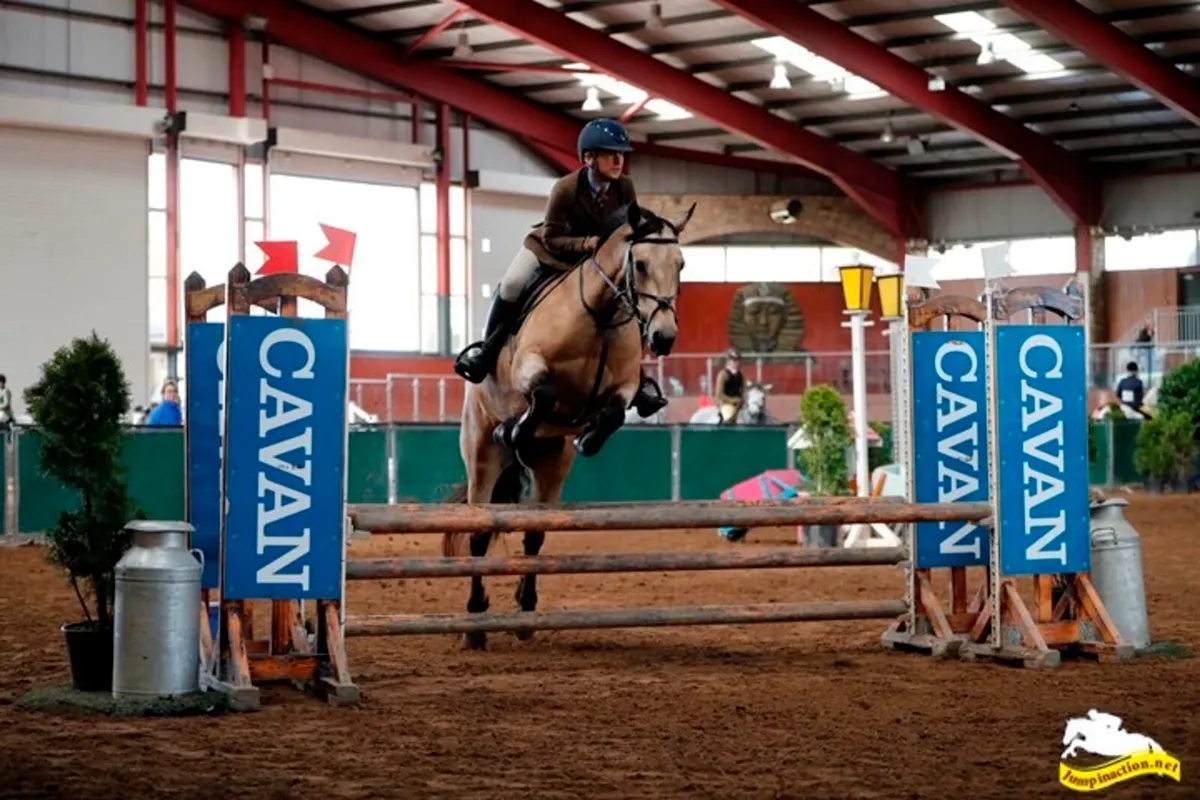 7yo Homebred Connemara Mare - Image 2