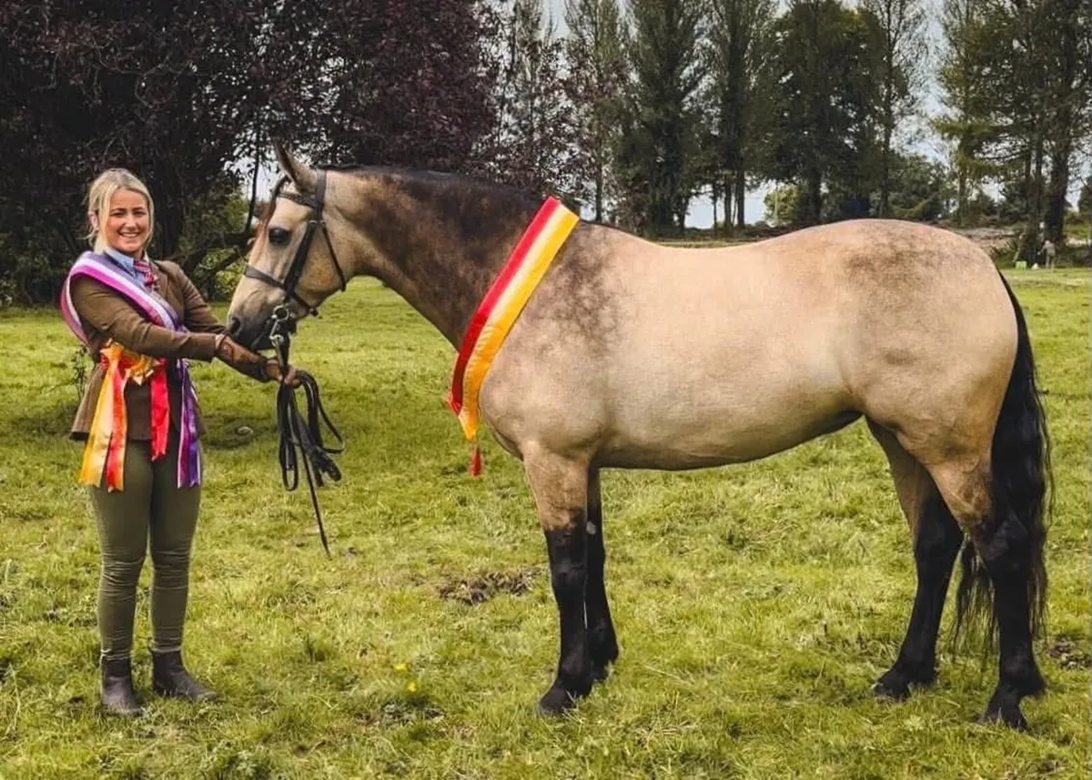 7yo Homebred Connemara Mare - Image 3