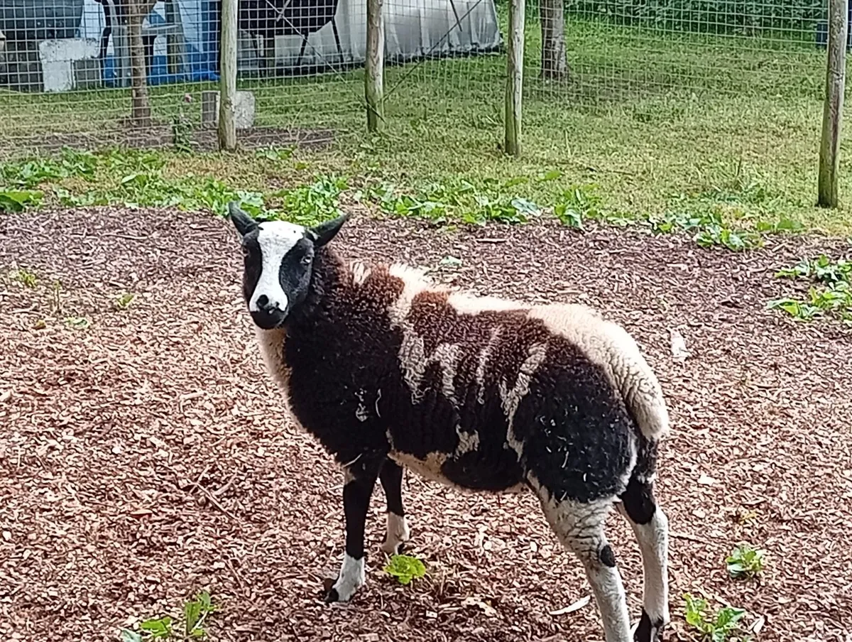2 x Dutch Spotted Lambs - Image 2