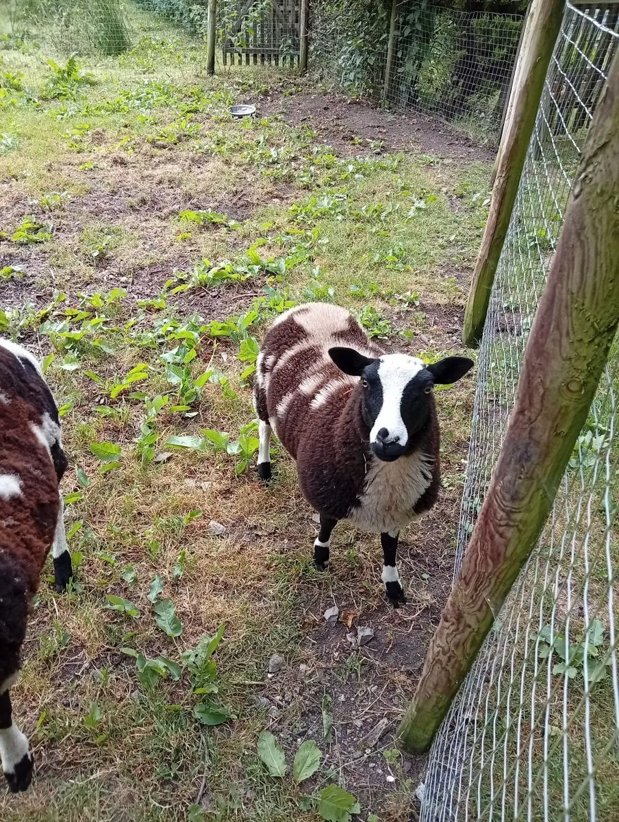 2 x Dutch Spotted Lambs - Image 3