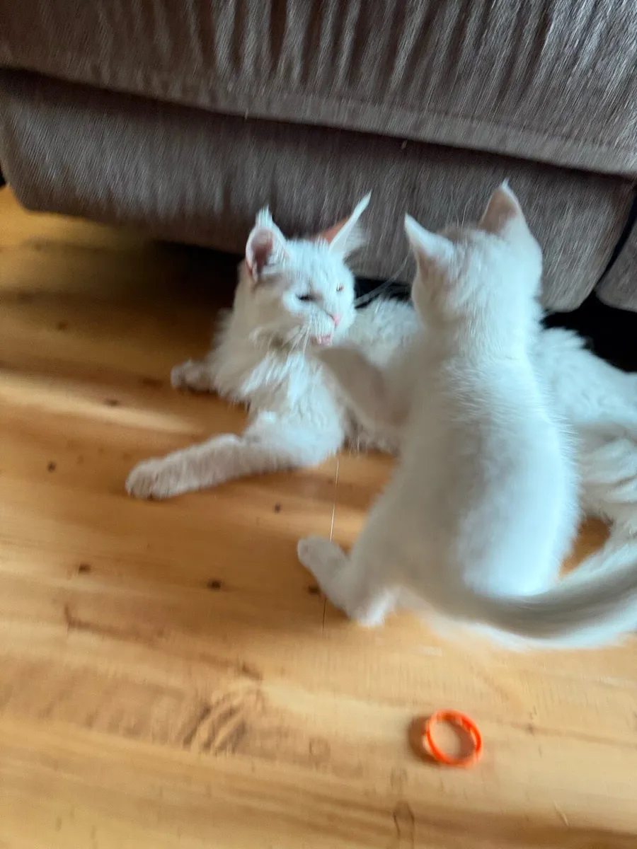 One Kitten half Maine Coon - Image 1
