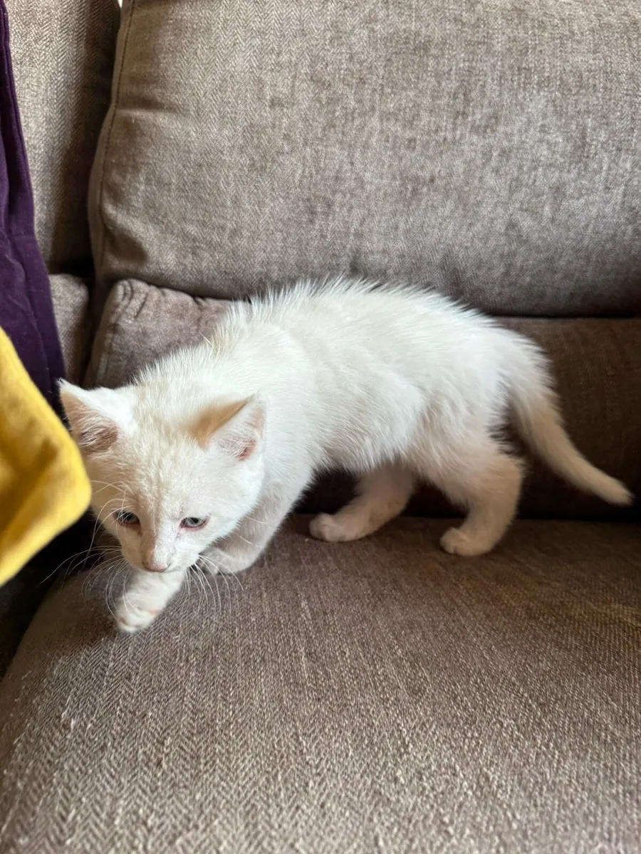 One Kitten half Maine Coon - Image 2