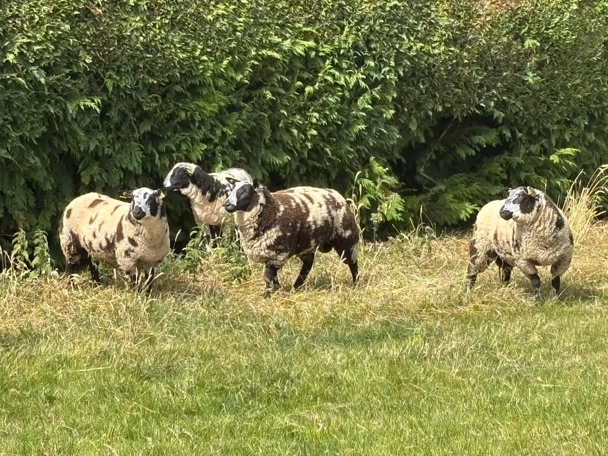 PBR Dutch Spotted Rams - Image 1