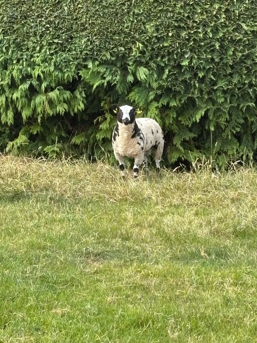 PBR Dutch Spotted Rams - Image 3